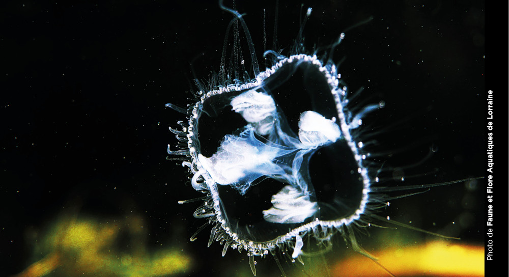 Exposition Réserve de biosphère Réserve de Biosphère de Moselle Sud