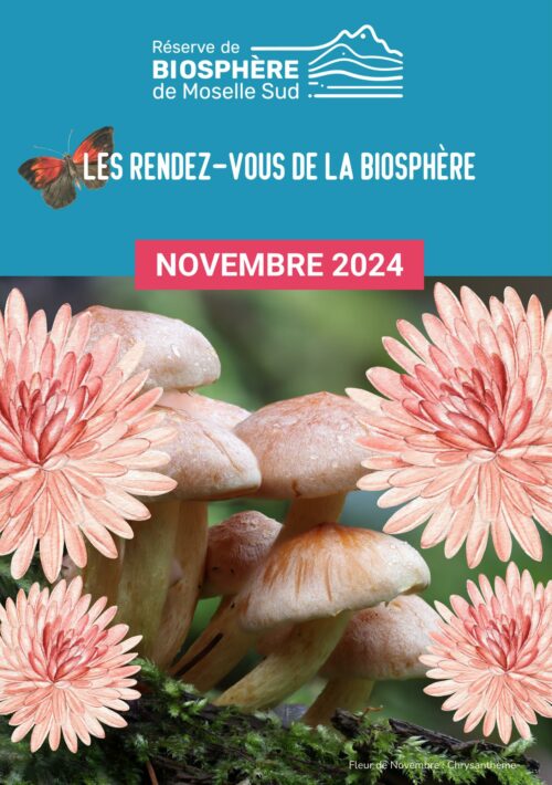 PROGRAMMATION NOVEMBRE 2024