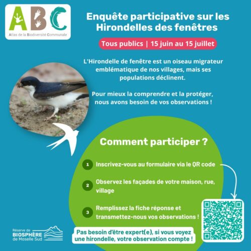 Enquête participative Hirondelle des fenêtres